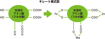 フミン酸とフルボ酸とキレート模式図