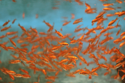 金魚や熱帯魚の過密飼育の問題点
