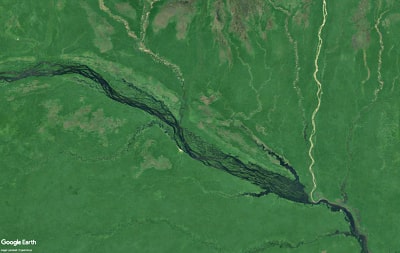 ブラジルのネグロ川はpH3の真っ黒な水の中でも豊かな生態系を保っている